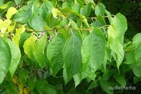 Alangium begoniaefolium leaf5.jpg